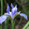 IMG_8385 Iris